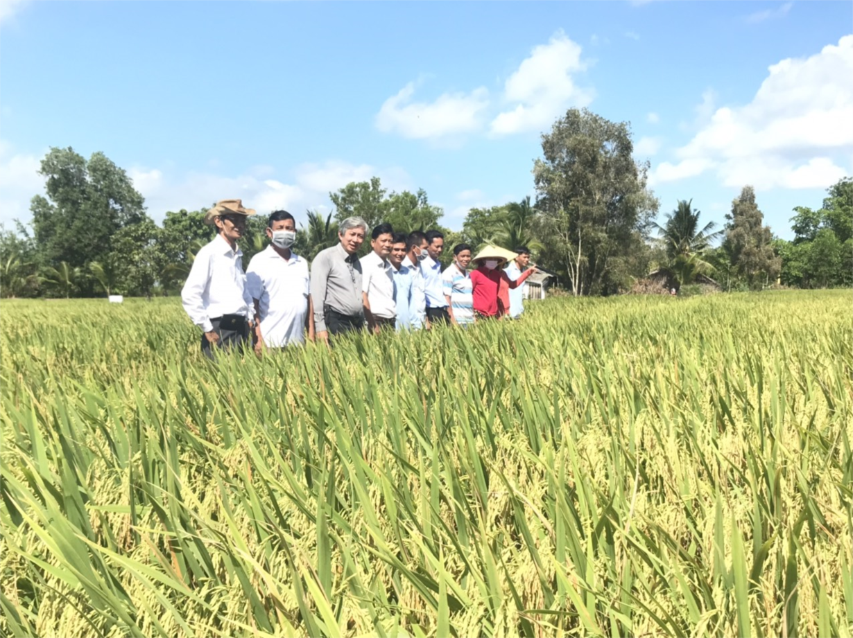 Canh tác lúa thông minh: Giải pháp cho người trồng lúa trong biến đổi khí hậu (19/07/2022)